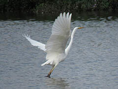 Grande Aigrette