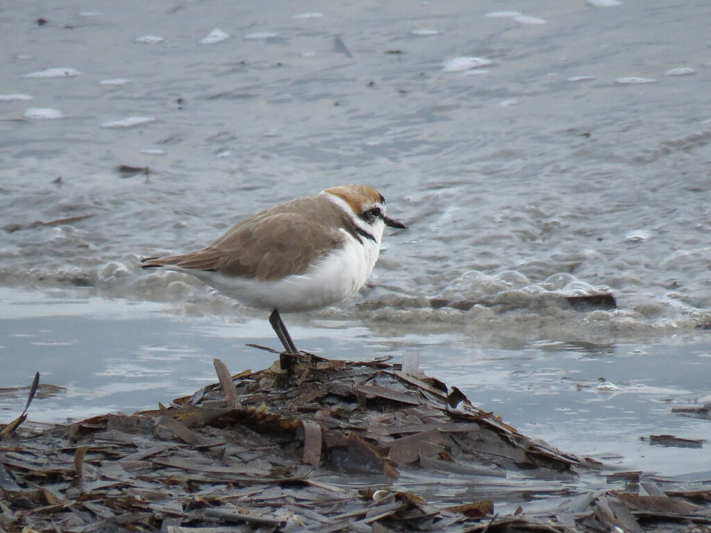 Kentish Plover