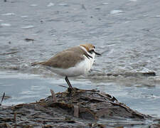 Kentish Plover