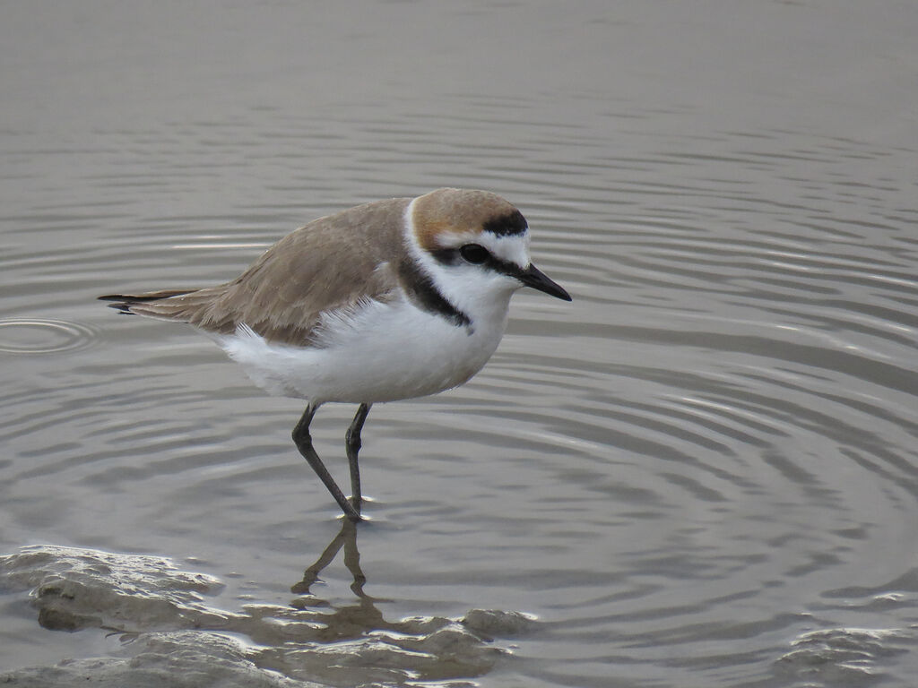 Kentish Plover