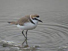 Kentish Plover