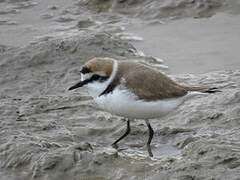 Kentish Plover