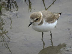 Kentish Plover