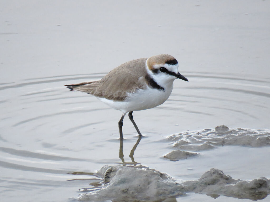 Kentish Plover