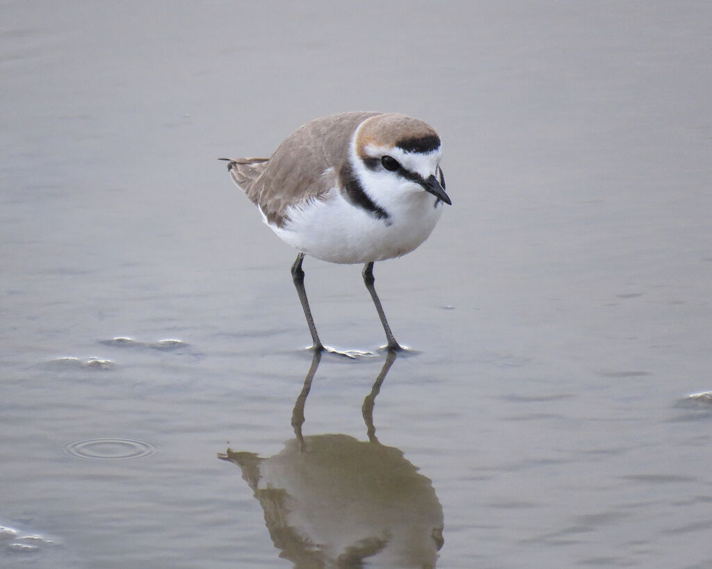 Kentish Plover