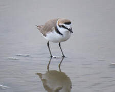 Kentish Plover