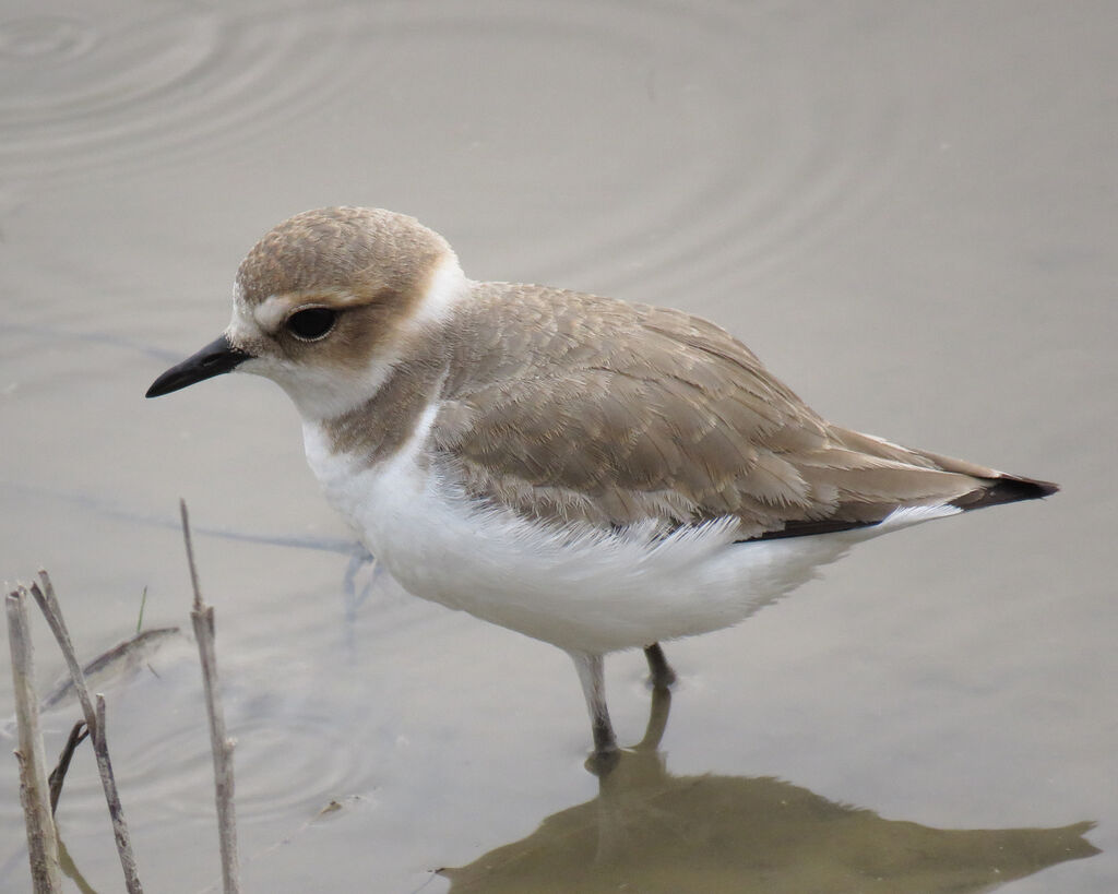 Kentish Plover