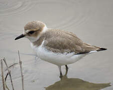 Kentish Plover