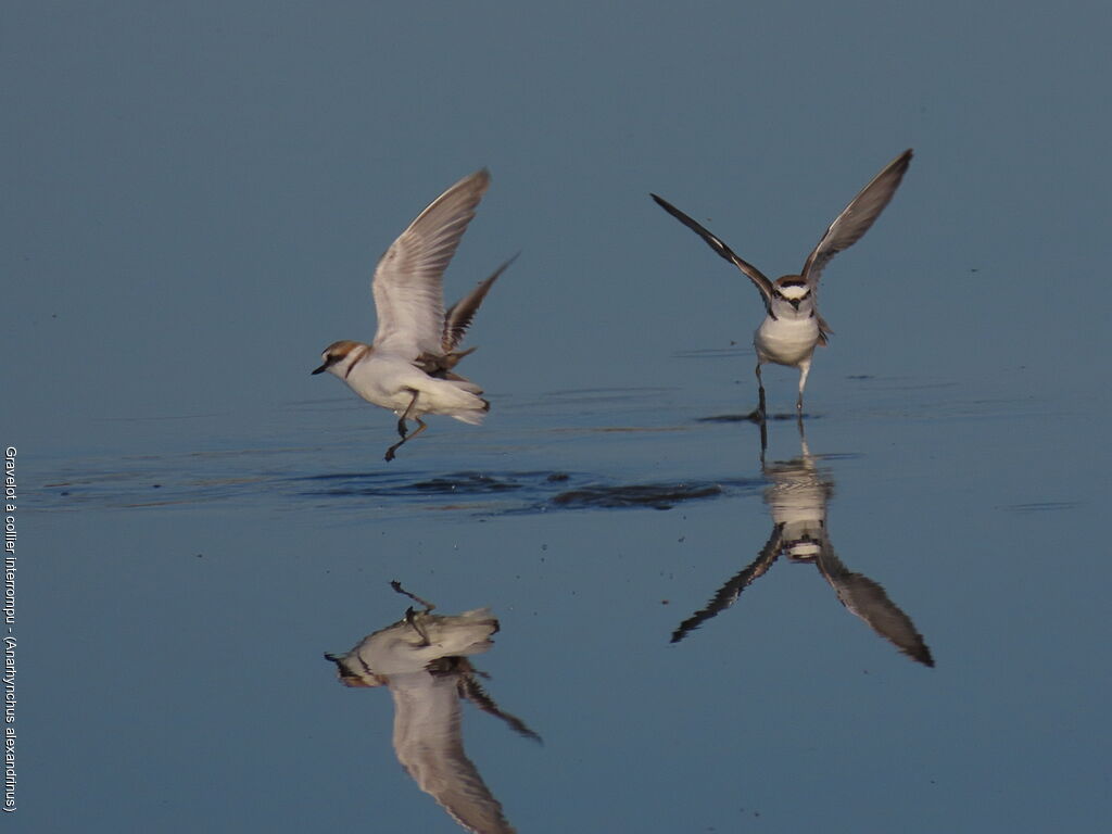 Kentish Plover