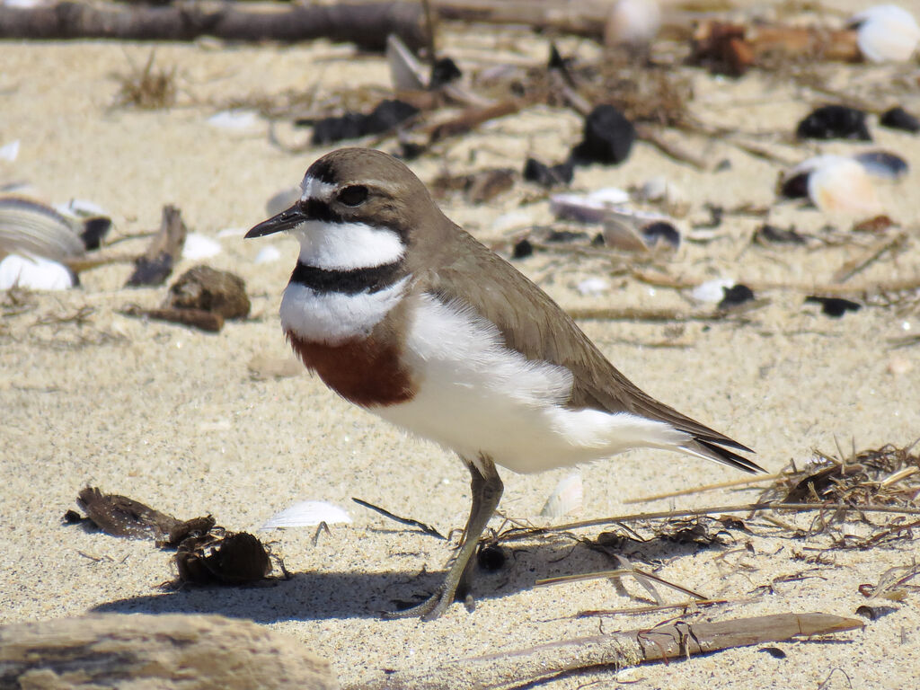 Double-banded Plover