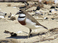 Double-banded Plover