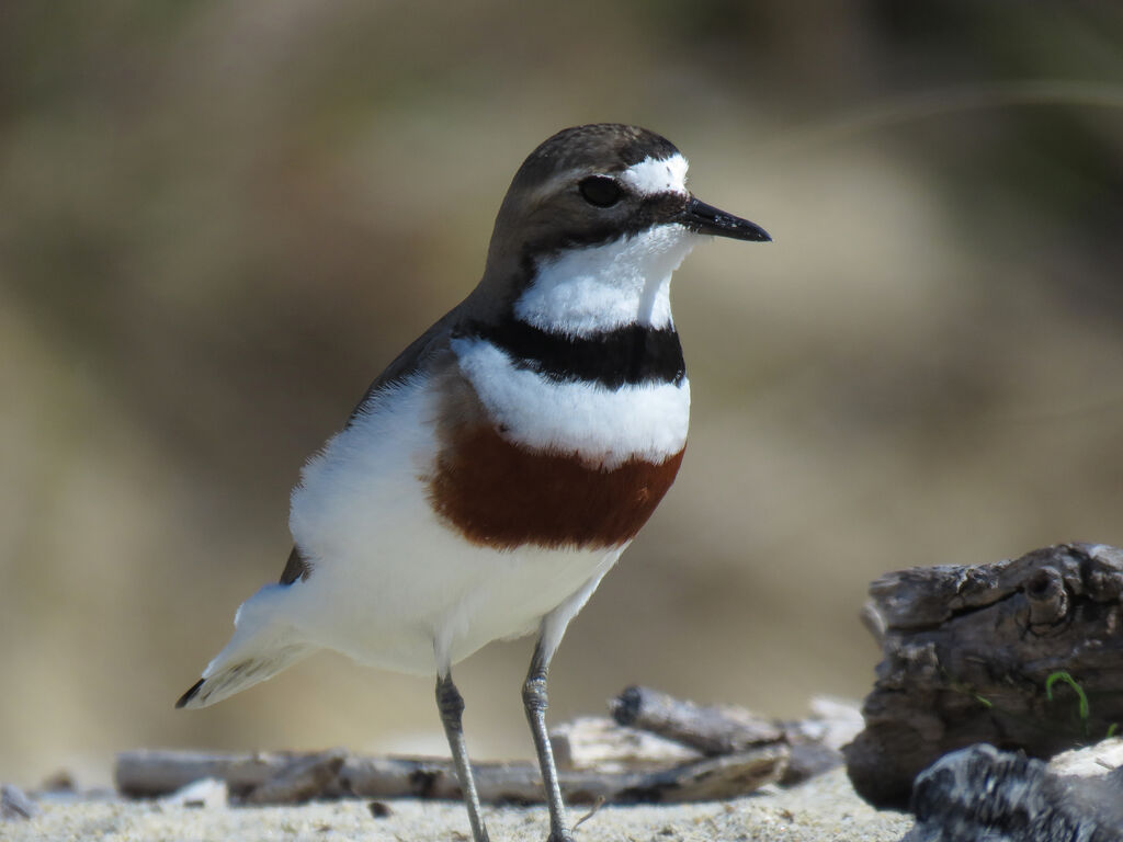 Double-banded Plover