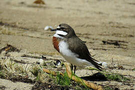 Double-banded Plover