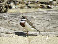 Double-banded Plover