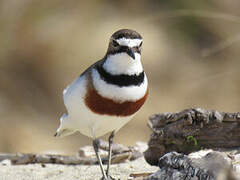 Double-banded Plover