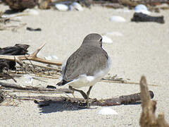 Double-banded Plover