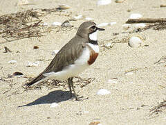 Double-banded Plover