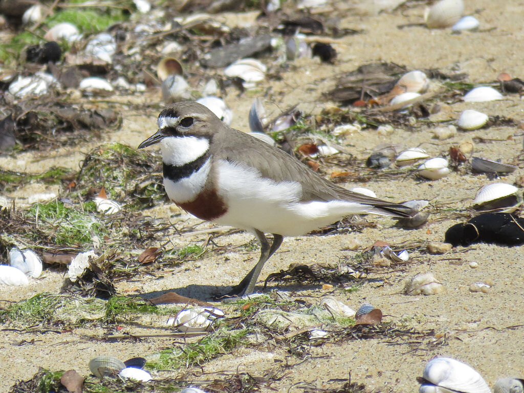 Double-banded Plover