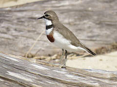 Double-banded Plover