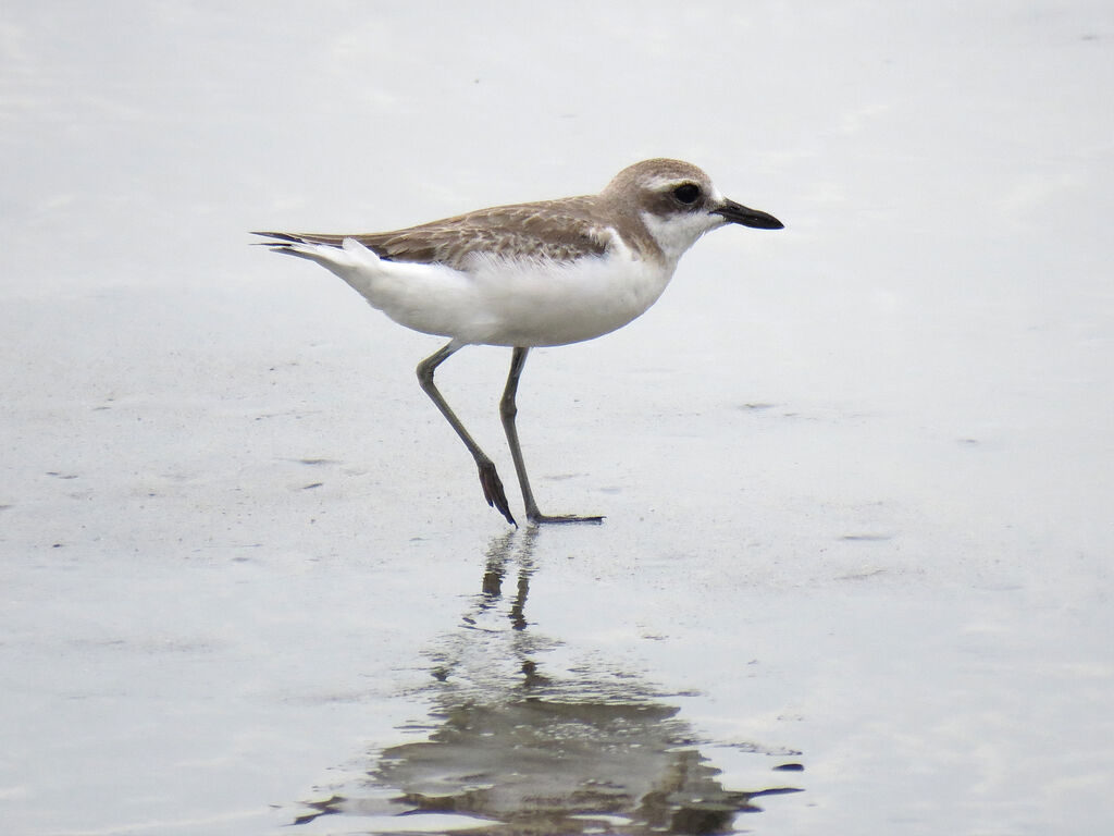 Greater Sand Plover