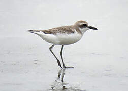 Greater Sand Plover