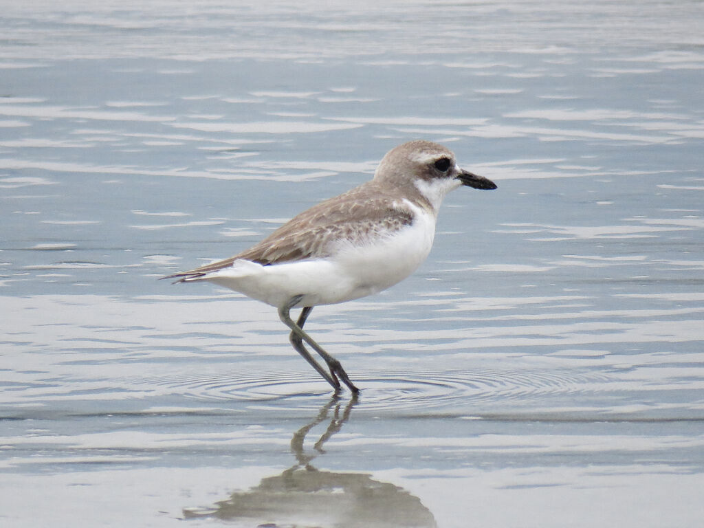 Greater Sand Plover