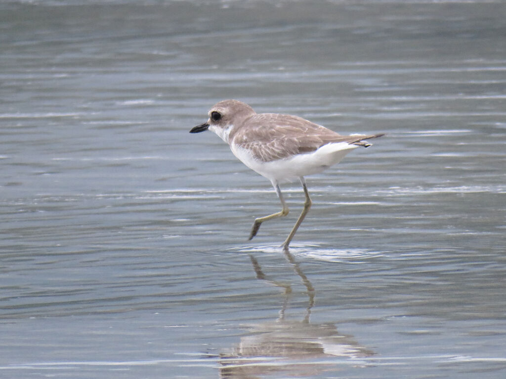 Greater Sand Plover