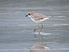 Greater Sand Plover