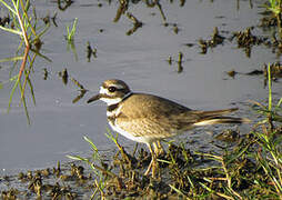 Killdeer