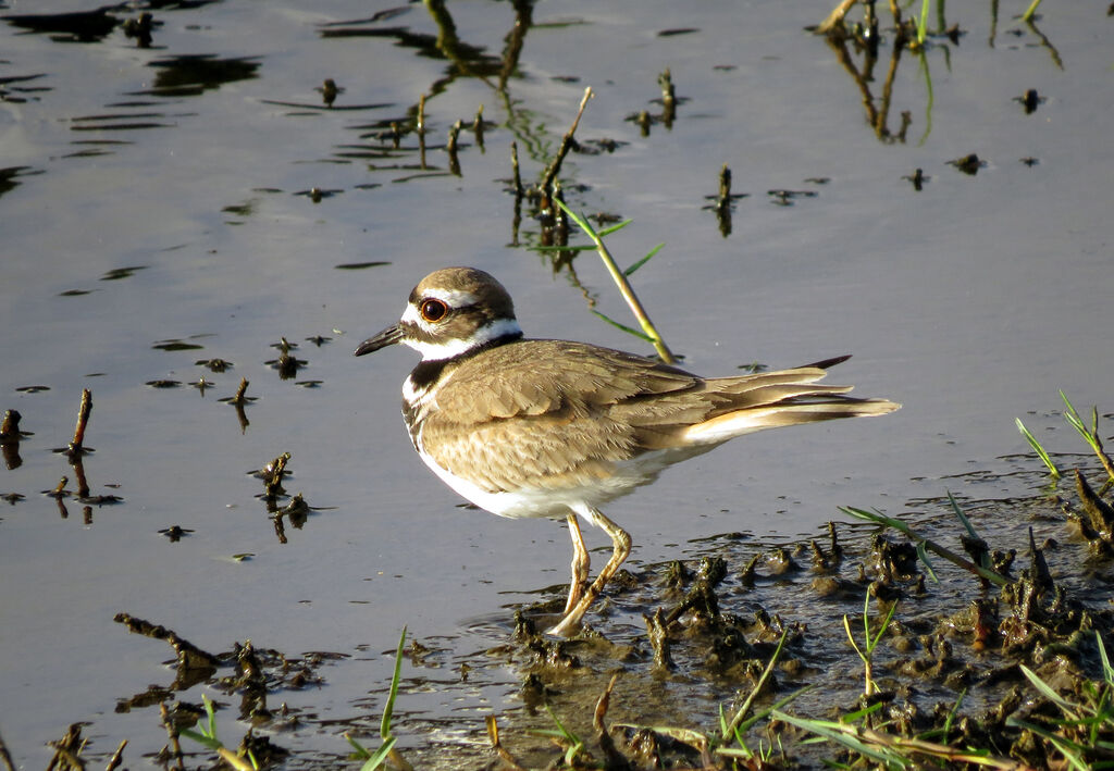 Killdeer