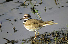 Killdeer