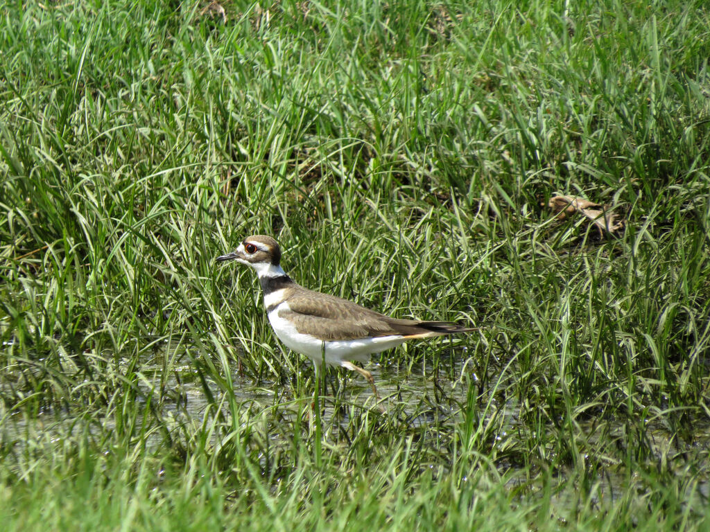 Killdeer