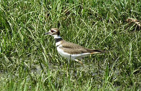 Killdeer