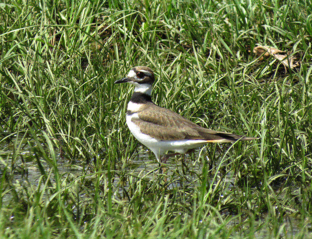 Killdeer