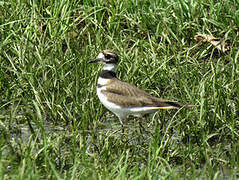 Killdeer