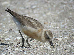 New Zealand Plover