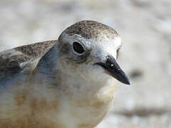 New Zealand Plover