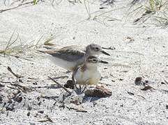 New Zealand Plover