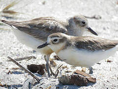 New Zealand Plover