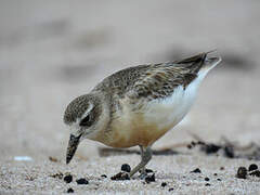 New Zealand Plover