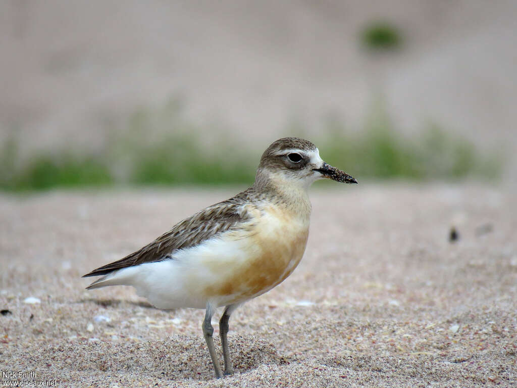 New Zealand Ploveradult, identification