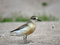 New Zealand Plover