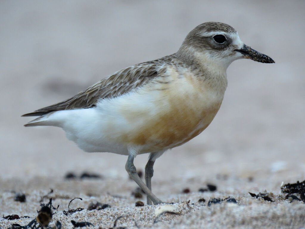 New Zealand Plover