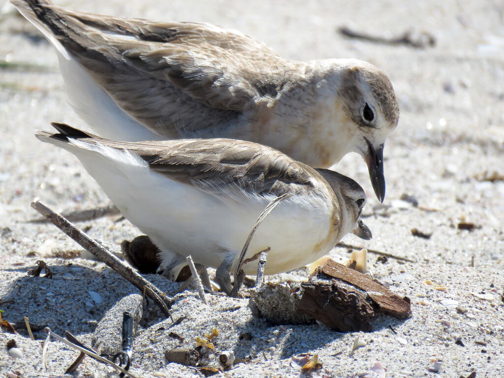 New Zealand Ploveradult