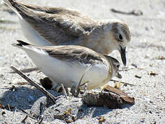 New Zealand Plover