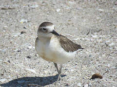 New Zealand Plover