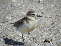 New Zealand Plover