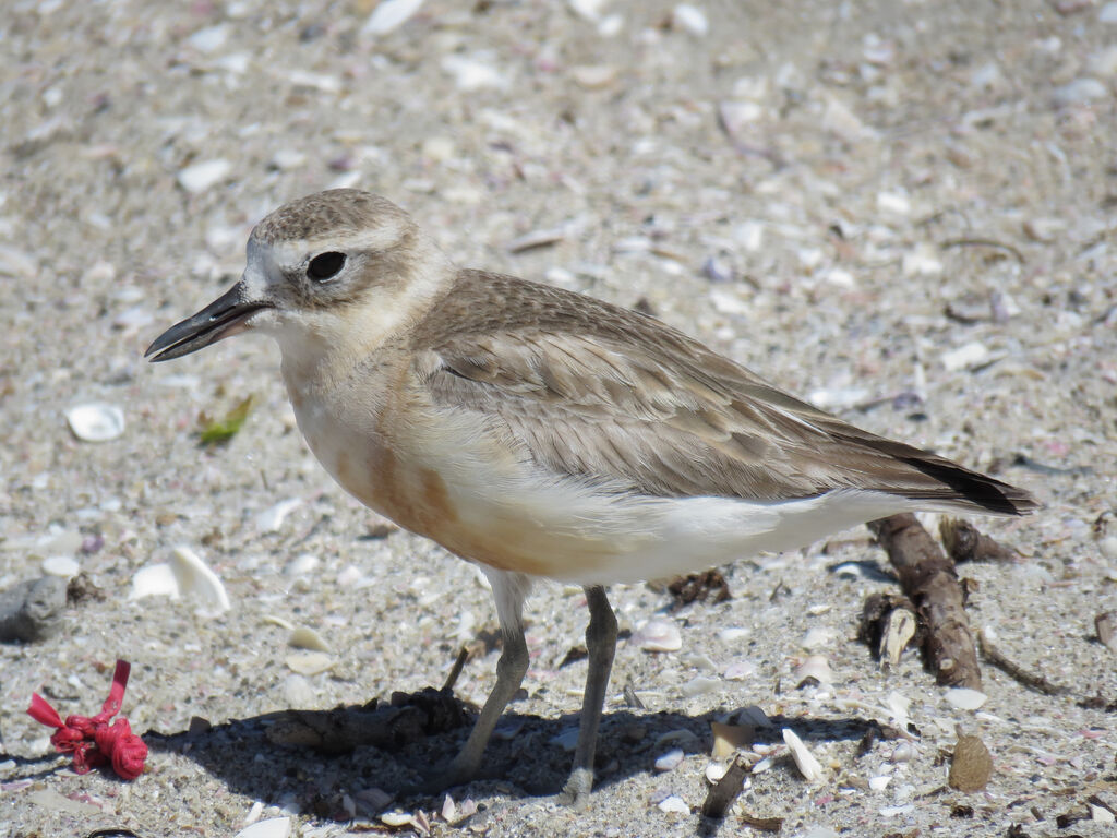 New Zealand Plover