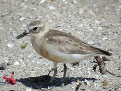 New Zealand Plover