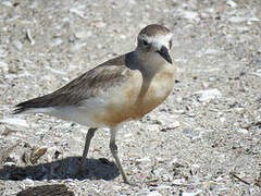 New Zealand Plover